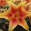 Лилия  First Crown фото