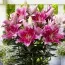 Лилия Gentle Romance фото