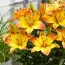 Лилия Happy Memories фото