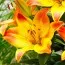 Лилия Happy Memories фото