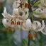 Лилия Martagon Albiflorum фото