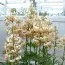 Лилия Martagon Albiflorum фото