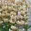 Лилия Martagon Albiflorum фото