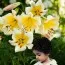 Подарок! Лилия Miss Peculiar фото