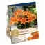 Лилия Orange Pixie (Брендовые луковицы KAPITEYN®) фото