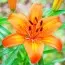 Лилия Orange Pixie фото