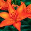 Лилия Orange Ton фото