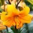 Лилия Pearl Stacey фото