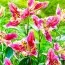 Лилия Parrot Pink Cariba фото