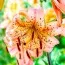 Лилия Pink Giant фото
