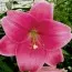 Лилия  Pink Heaven фото