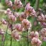 Лилия Purple Morning фото