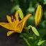 Лилия Rapid Yellow фото