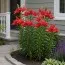 Лилия Red Highland фото