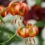 Лилия Rose Arch Fox фото
