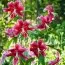 Лилия Scarlet Delight фото