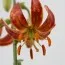 Лилия Scarlet Morning фото