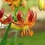 Лилия Scarlet Morning фото