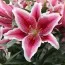 Лилия Star Romance фото