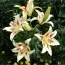 Лилия  Sunny Crown фото