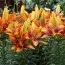 Лилия Tiny Orange Sensation фото