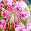 Лилия Uchida фото