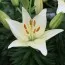 Лилия White Joy фото