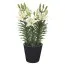 Лилия White Joy фото