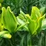 Лилия Yellow Parrot фото