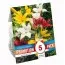 Промо-пак Лилия Asiatic Mixed Colours (Брендовые луковицы KAPITEYN®) фото