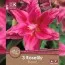 Лилия Roselily Elena (Брендовые луковицы KAPITEYN®) фото