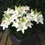 Лилия Happy Snow фото