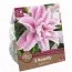 Лилия Roselily Isabella (Брендовые луковицы KAPITEYN®) фото