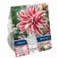 Лилия Magic Star (Брендовые луковицы KAPITEYN®) фото