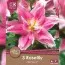 Лилия Roselily Natalia (Брендовые луковицы KAPITEYN®) фото