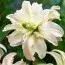 Лилия Twinkling Star фото