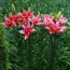 Набор лилий Double Lady фото