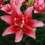 Набор лилий Double Lady фото