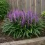 Лириопе мускари Royal Purple фото