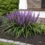 Лириопе мускари Royal Purple фото