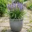 Лириопе мускари Royal Purple фото