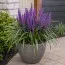 Лириопе мускари Royal Purple фото