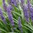 Лириопе мускари Royal Purple фото