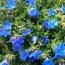 Литодора Heavenly Blue фото