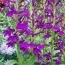 Лобелия Hadspen Purple фото