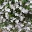 Лобелия Hot White фото