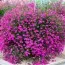 Лобелия Purple Star фото
