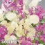 Лунария смесь фото