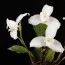 Орхидея Lycaste фото
