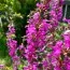 Дербенник Dropmore Purple фото